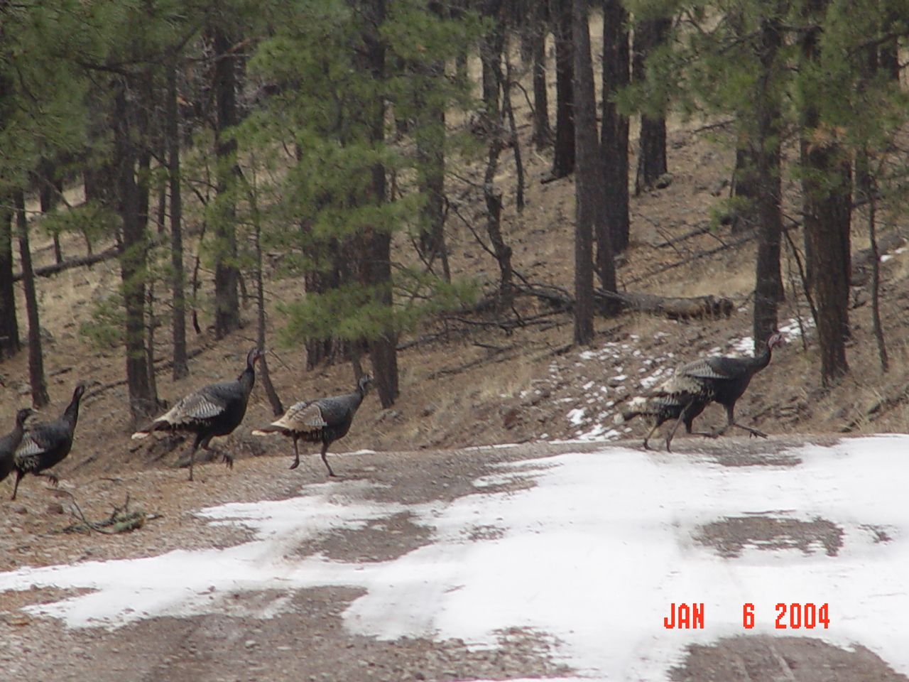 A flock of wild turkeys is crossing the road.
