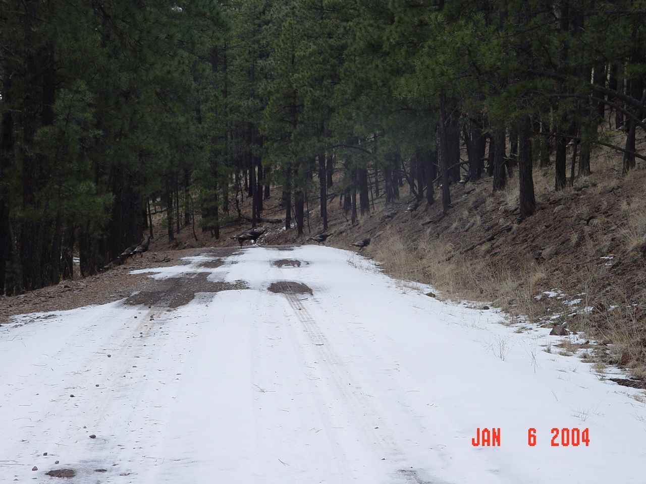 A flock of wild turkeys is crossing the road.