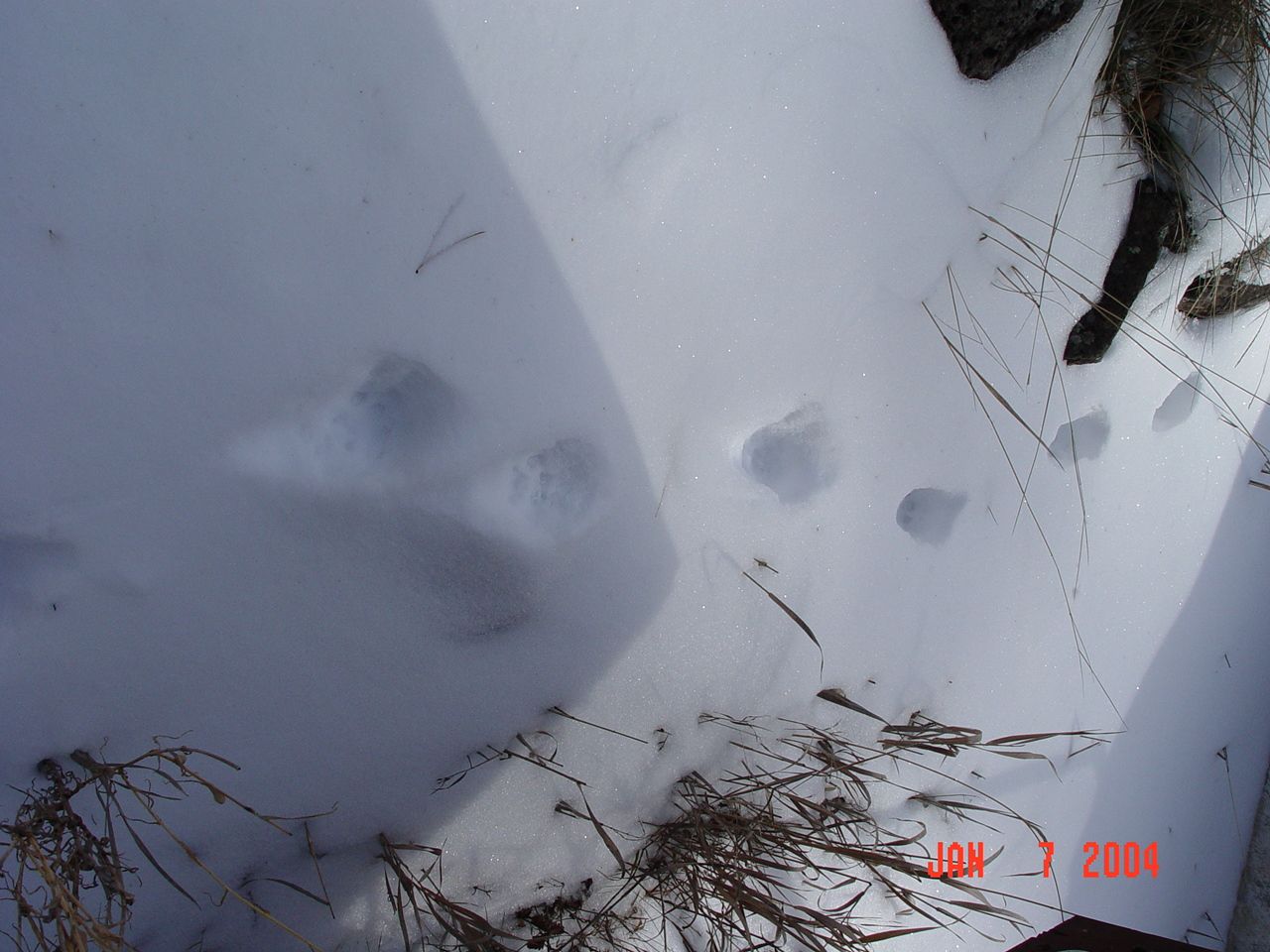 Wildlife tracks in the snow close to the Thomas Creek weir no. 2.