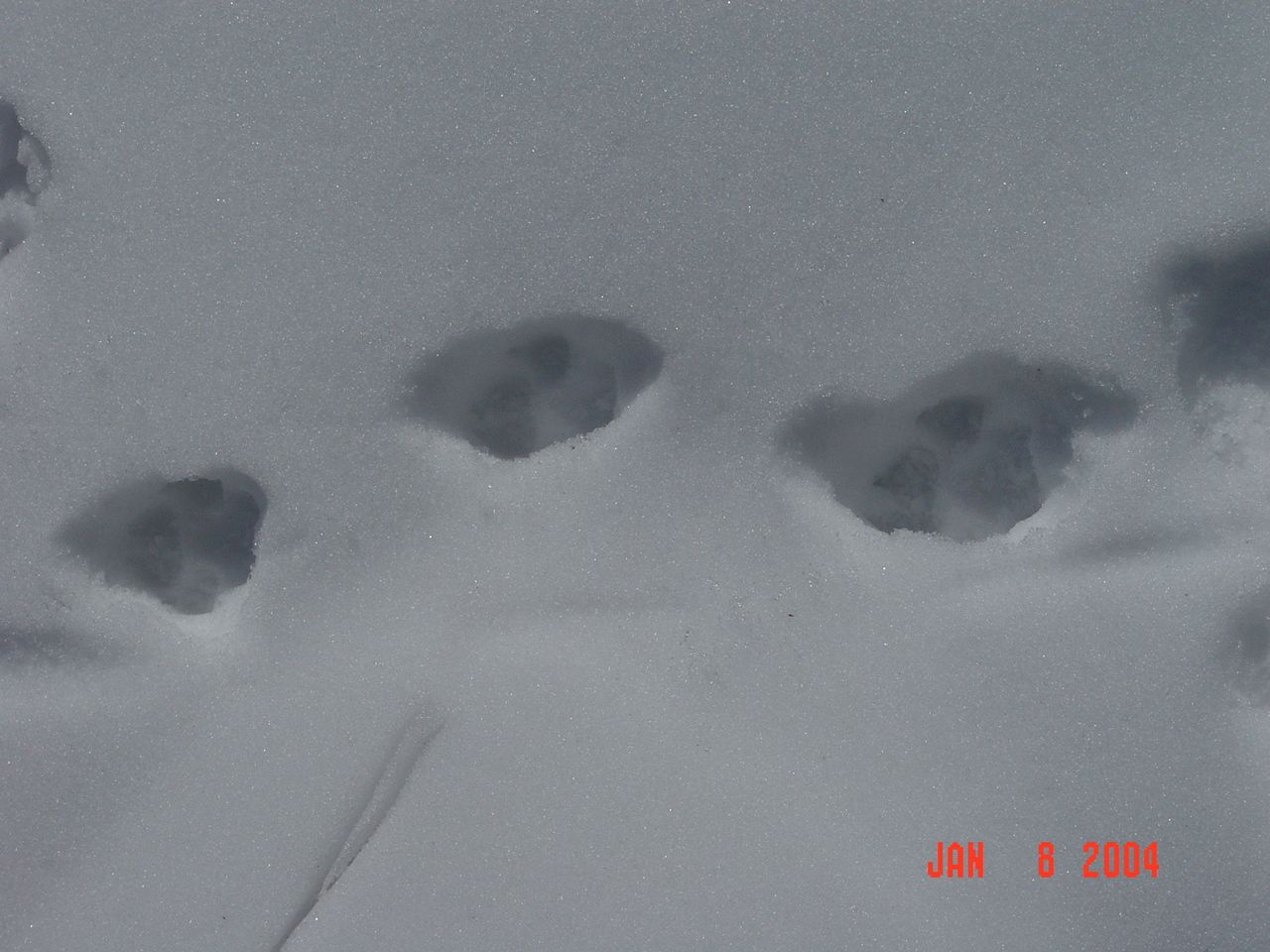 Wolf tracks in the snow can be found in the experimental watersheds within the Mexican Gray Wolf Recovery Area