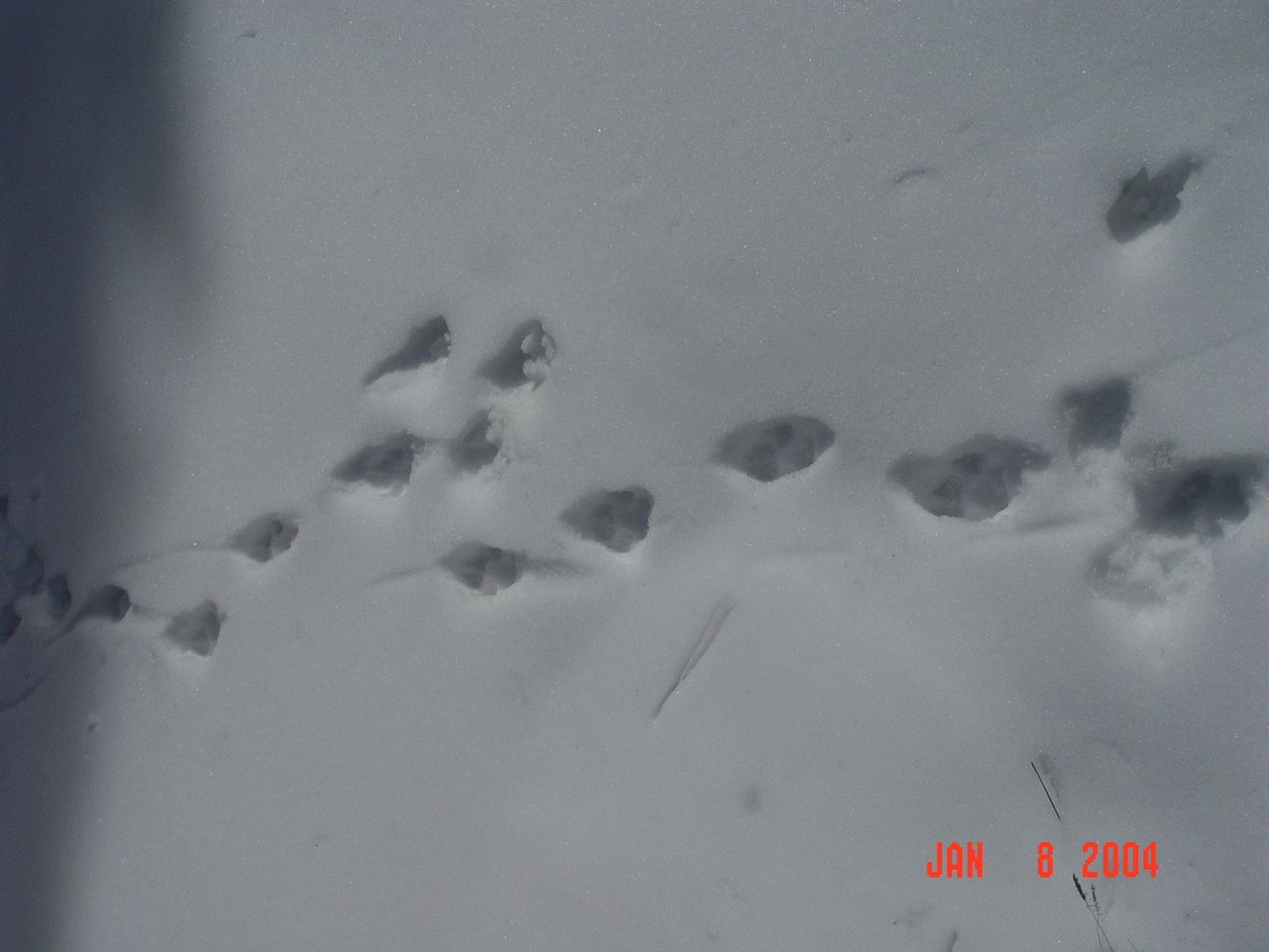 Wolf tracks in the snow can be found in the experimental watersheds within the Mexican Gray Wolf Recovery Area