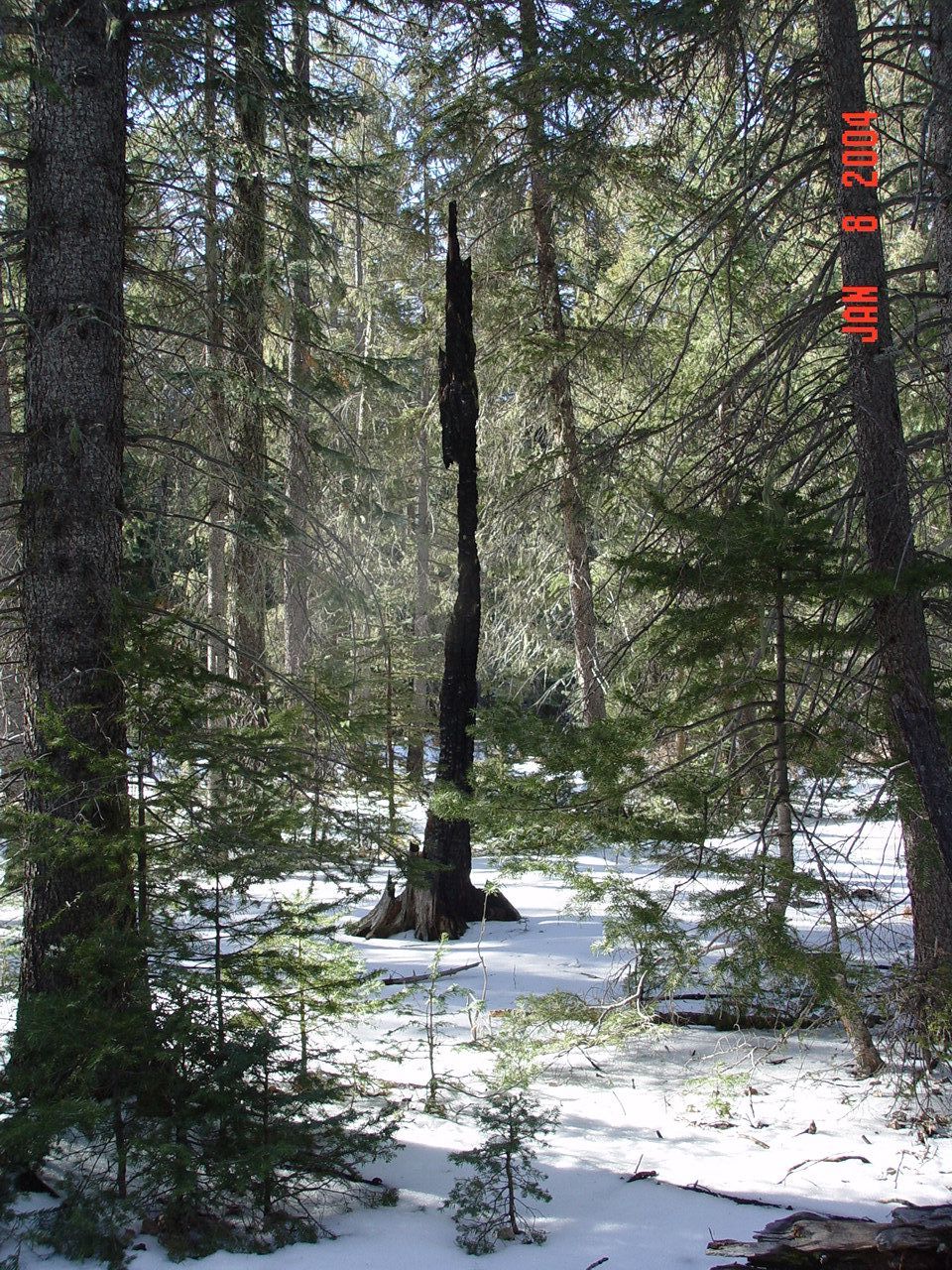 A burned snag just south of the Thomas Creek experimental watershed.