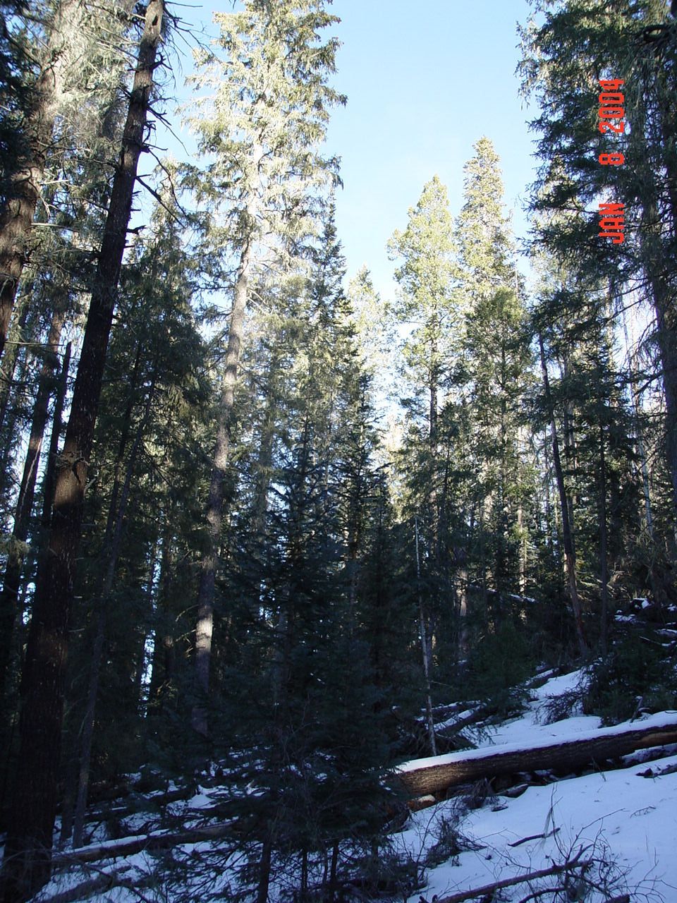Steep slopes and downed logs make up the majority of the Thomas Creek South Fork watershed.
