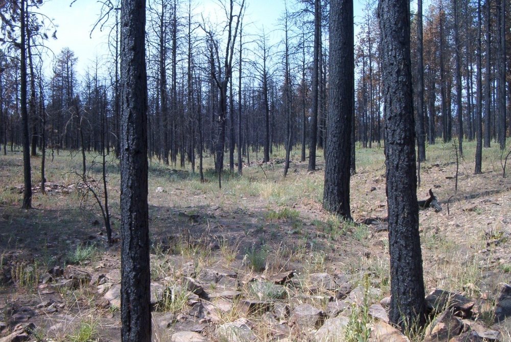 Stermer Ridge one year after the fire.