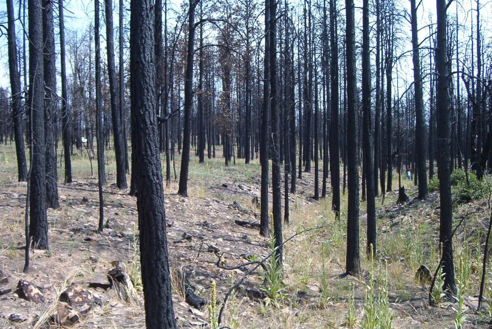Stermer Ridge one year after the fire. Even rocks have cracked open under the intense heat of the fire.