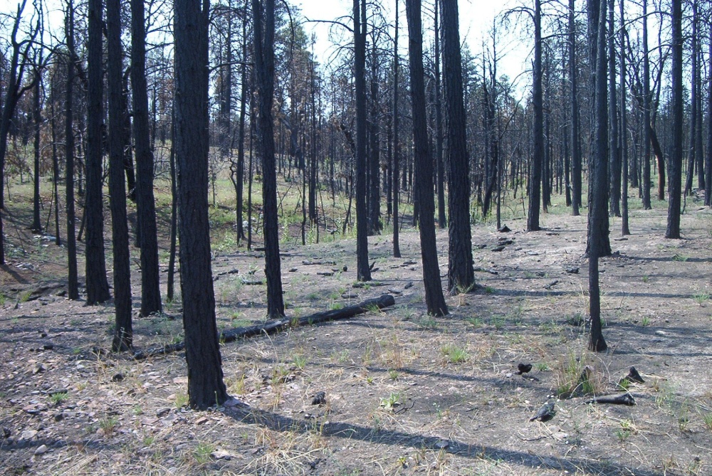 Stermer Ridge one year after the fire.