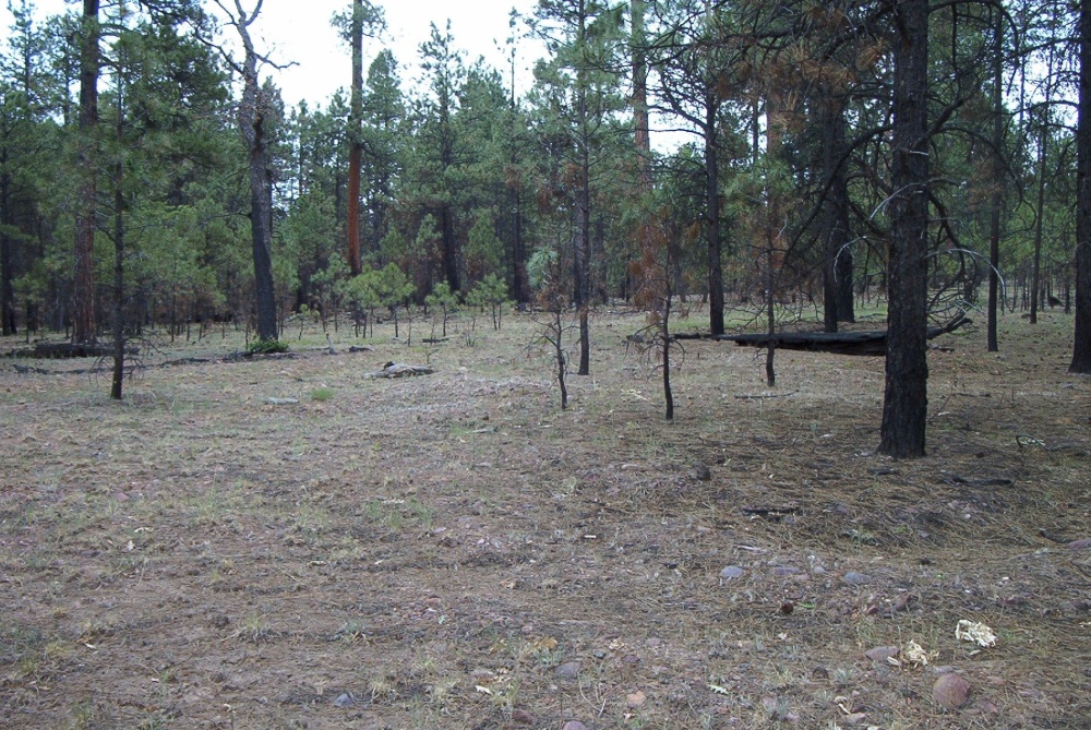 Moderate burn on Stermer Ridge.