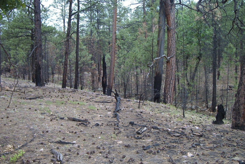 Moderate burn on Stermer Ridge.