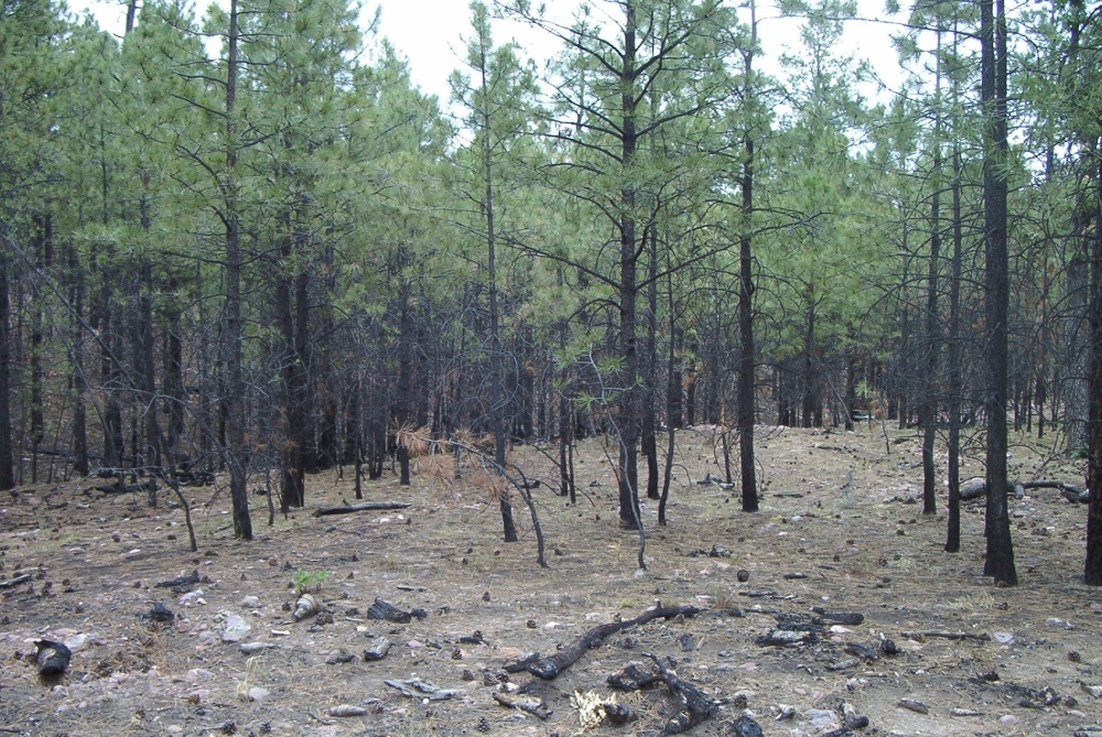 Moderate burn on Stermer Ridge.