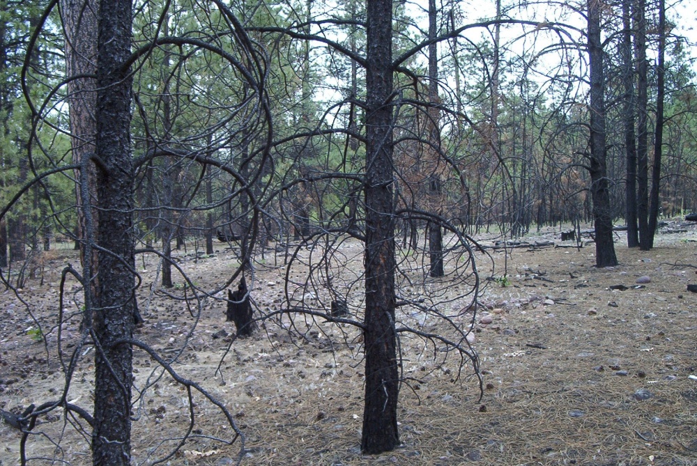 Moderate burn on Stermer Ridge.