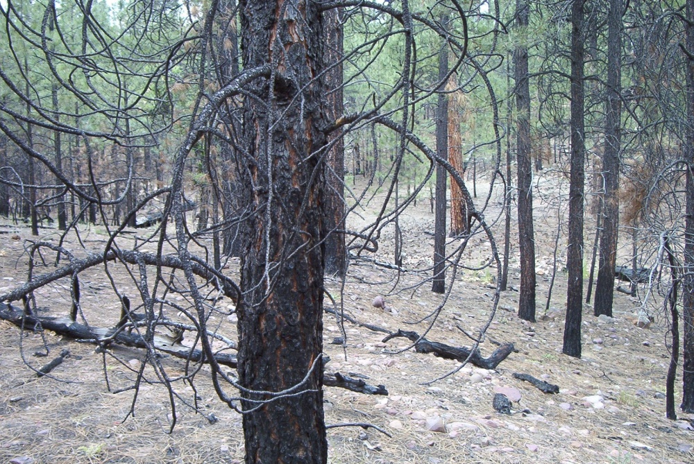 Moderate burn on Stermer Ridge.