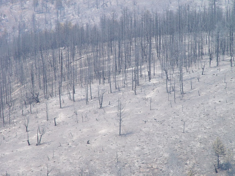 Nothing left but scorched earth and dead trees. Nothing left but scorched earth and dead trees.