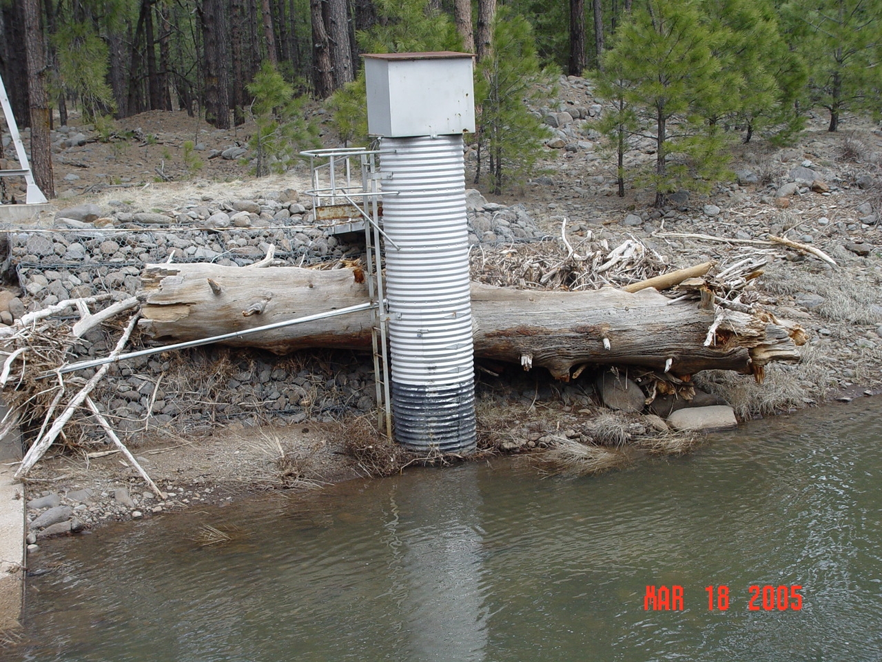 Heavy flows in the winter of 2004/2005 had deposited debris, including this 44''dbh snag in the Bar M stilling pond. 