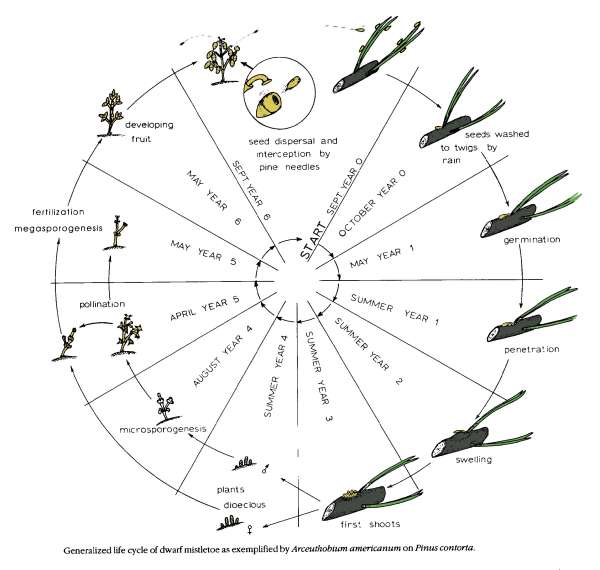 Generalized life cycle of dwarf mistletoe used in 1998 Camp Colton presentation