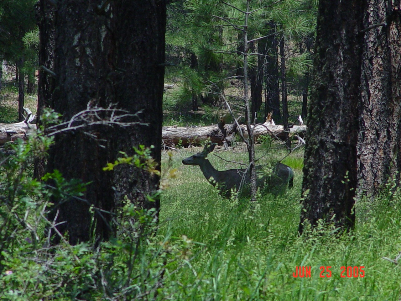 A deer is browsing in the high grass found in the meadow where streamgauge 85 is located.