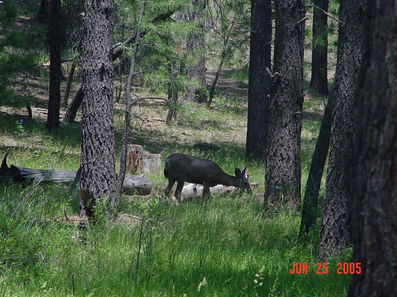 A deer is browsing in the high grass found in the meadow where streamgauge 85 is located.