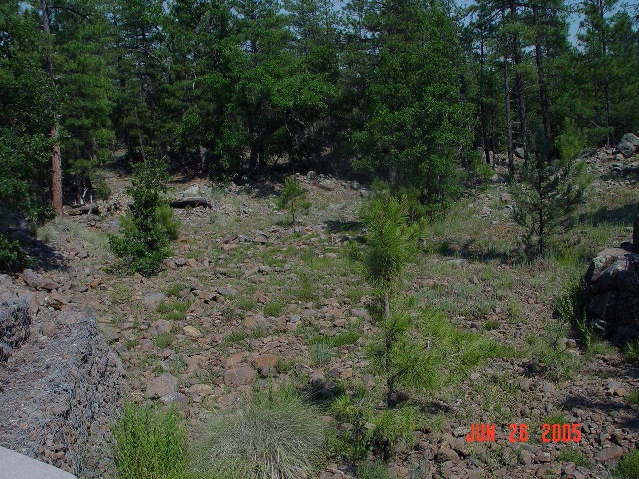 The stilling pond of watershed 10 25 years after operation has ceased has some regeneration of trees.