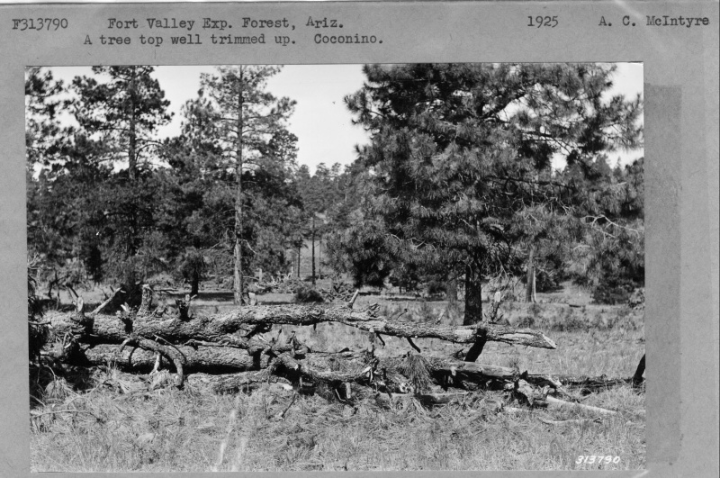 Ponderosa pine with slash from thinning.
