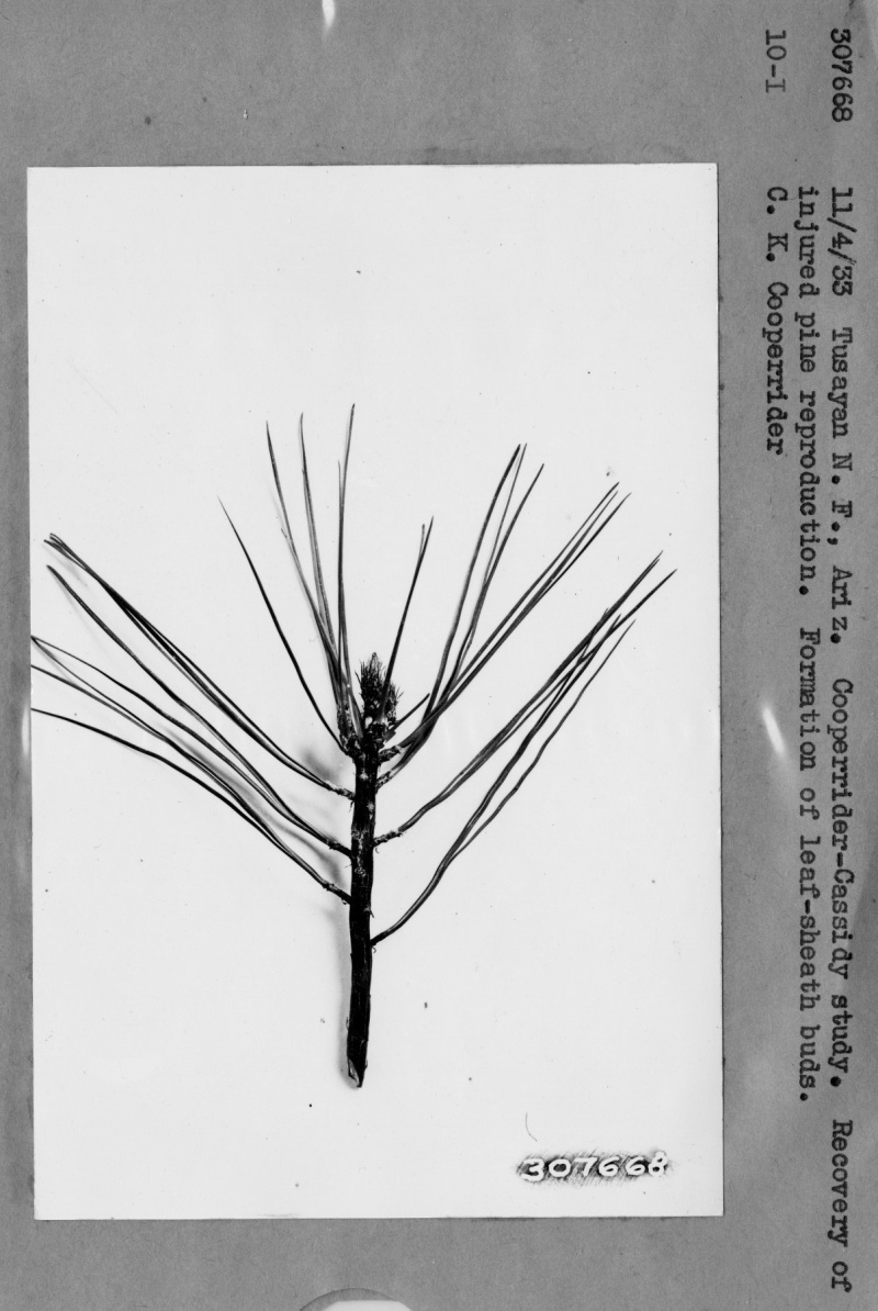 Recovery of injured pine reproduction