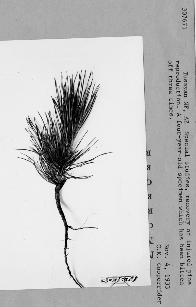Recovery of injured pine reproduction