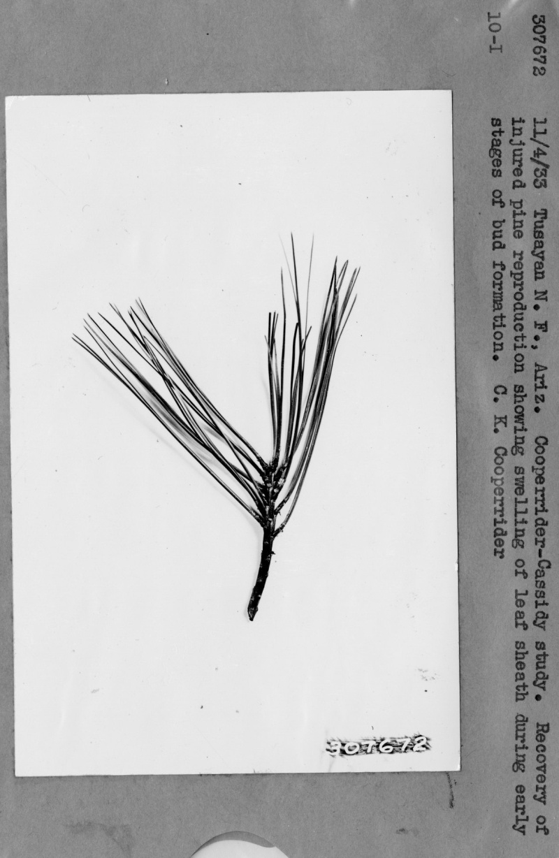 Recovery of injured pine reproduction
