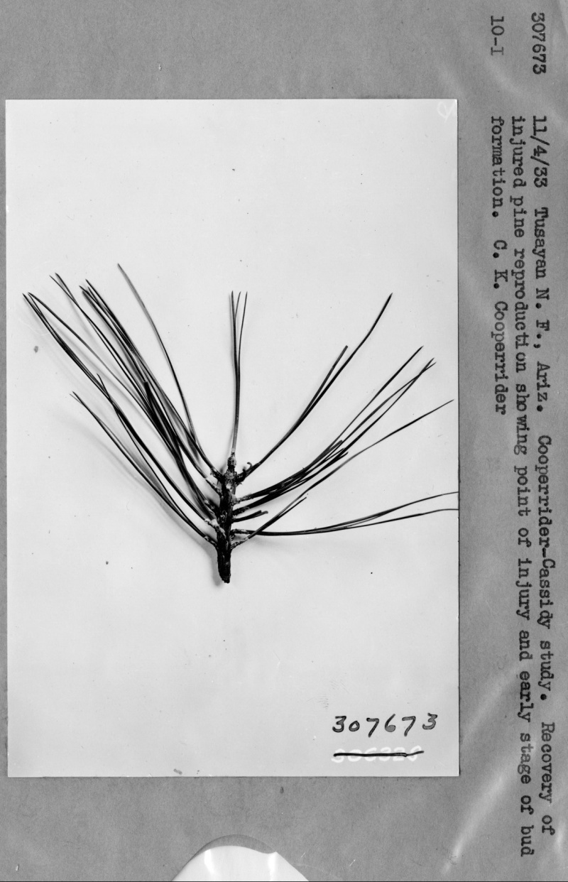 Recovery of injured pine reproduction and bud formation