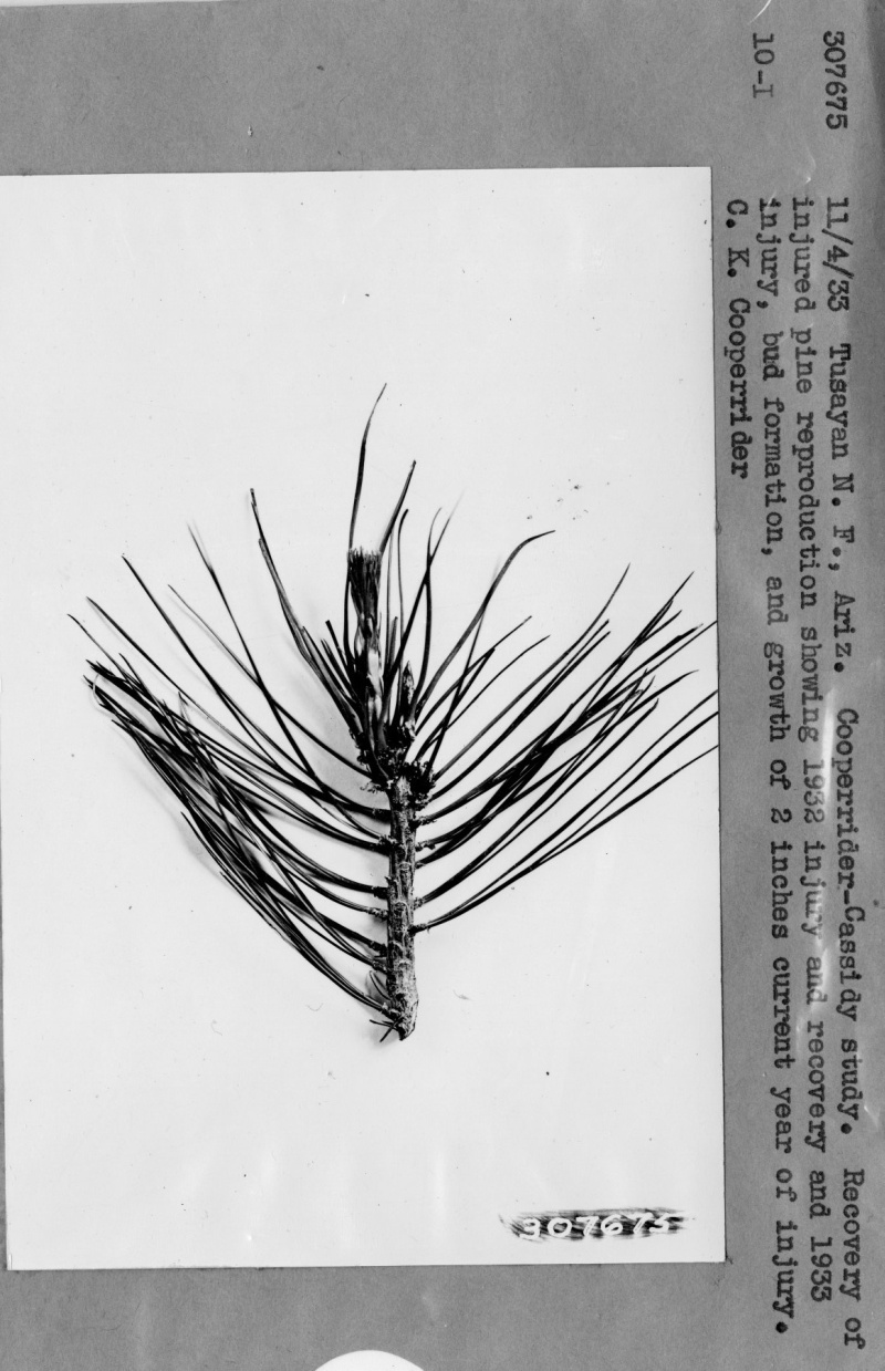 Recovery of injured pine reproduction showing injury and recovery
