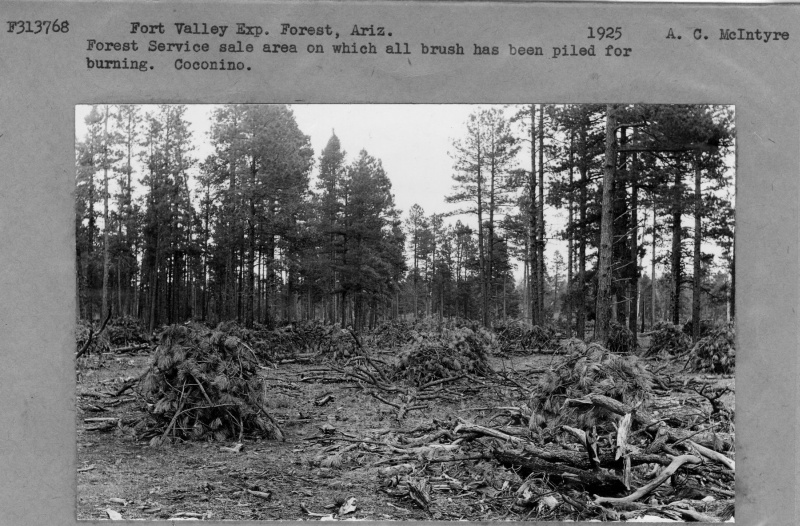 Brush pile for burning