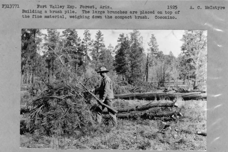 Building a brush pile