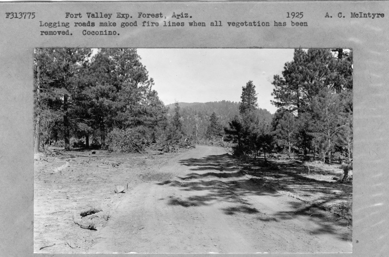 Logging roads make good fire lines