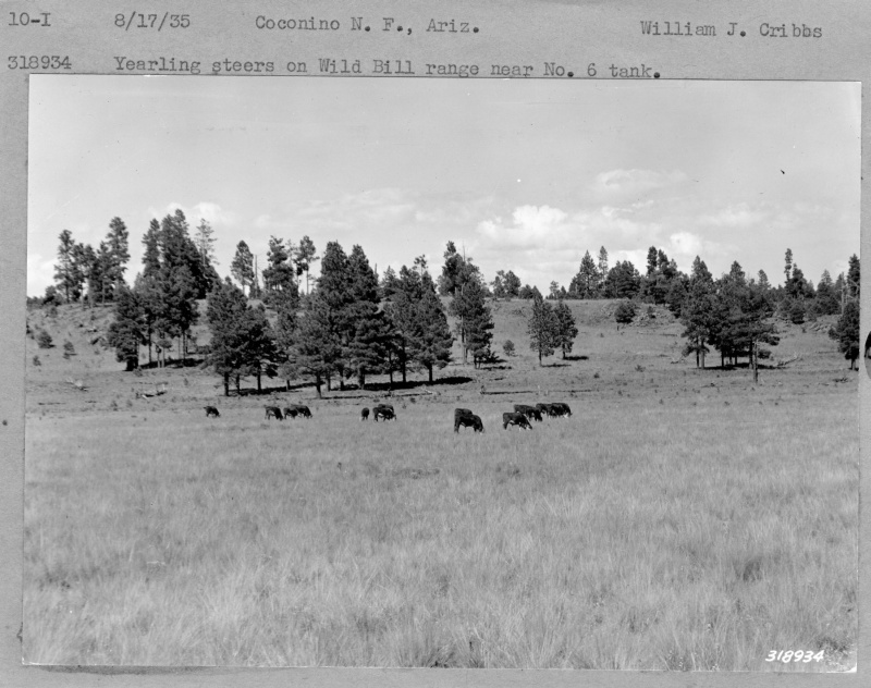 Yearling steers on Wild Bill Range