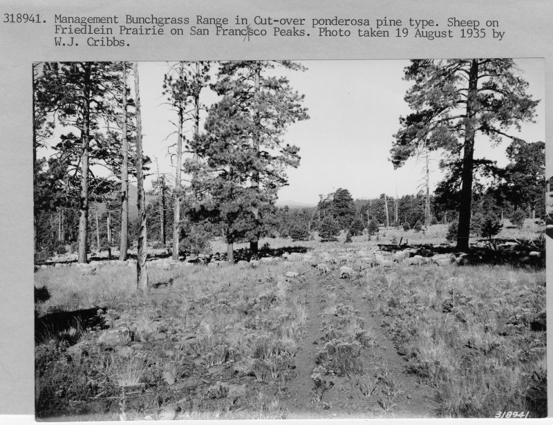 Management bunchgrass range in cutover ponderosa pine