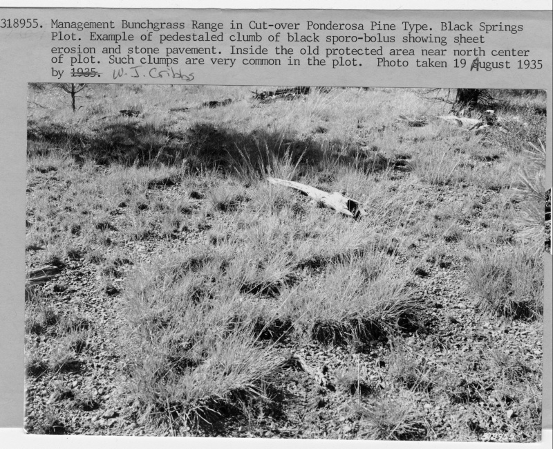 Black Springs Plot