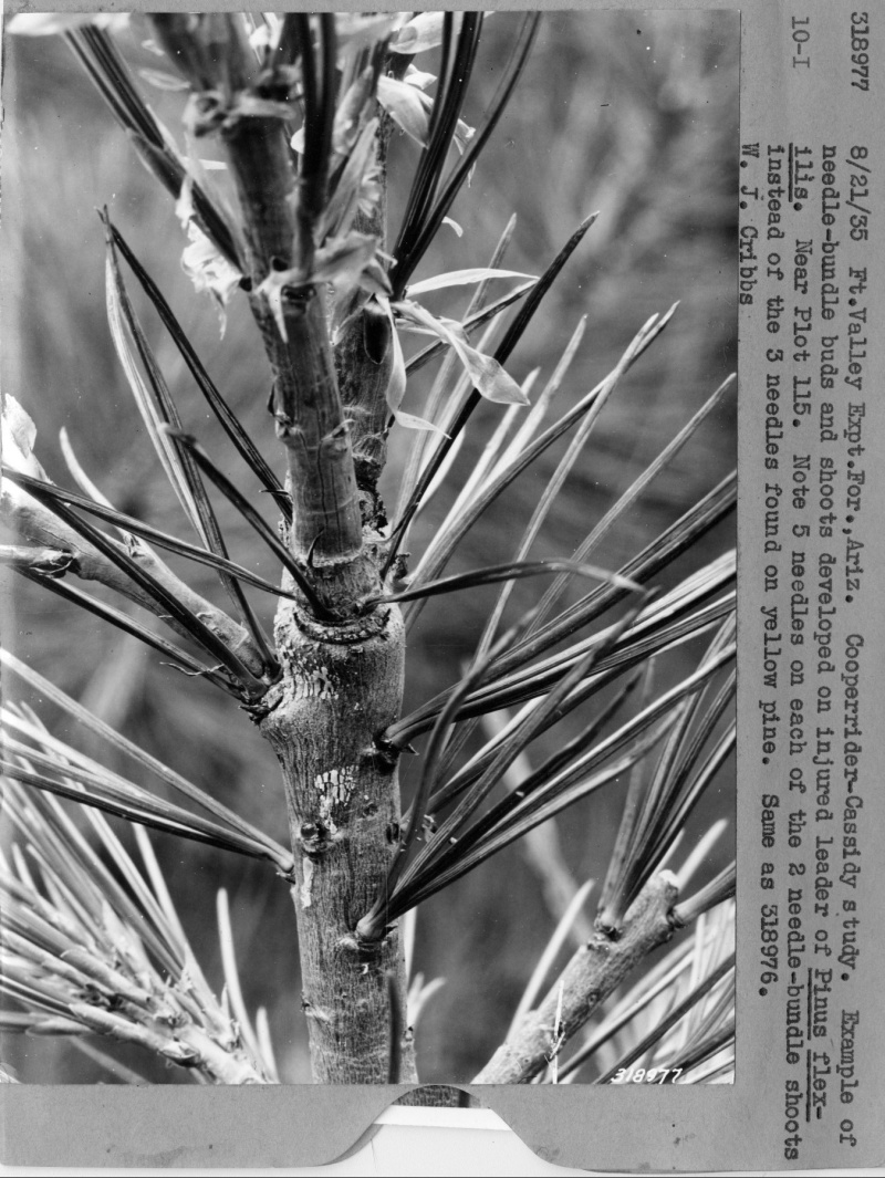 Buds and shoots developed on injured leader