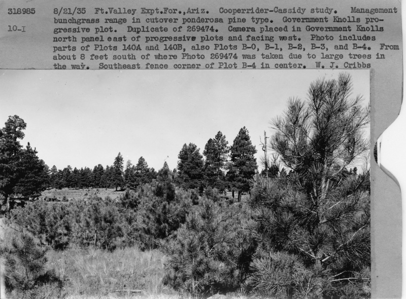 Management bunchgrass range in cutover ponderosa pine