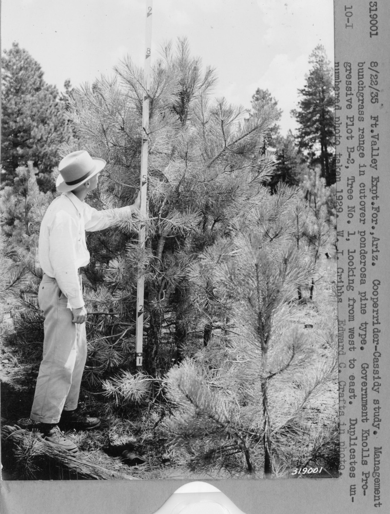 Management bunchgrass range in cutover ponderosa pine