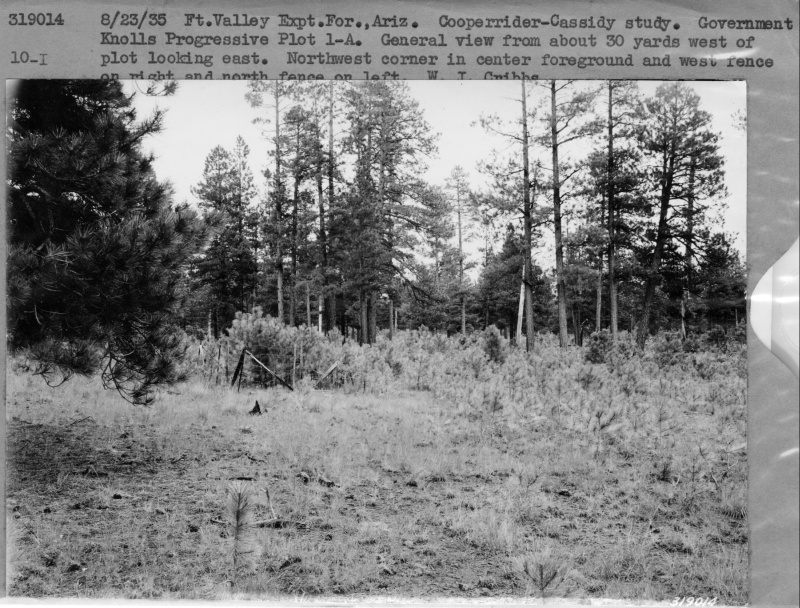 Government Knolls progressive plot