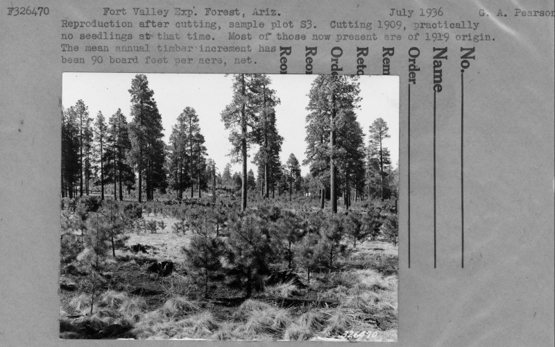 Reproduction after cutting