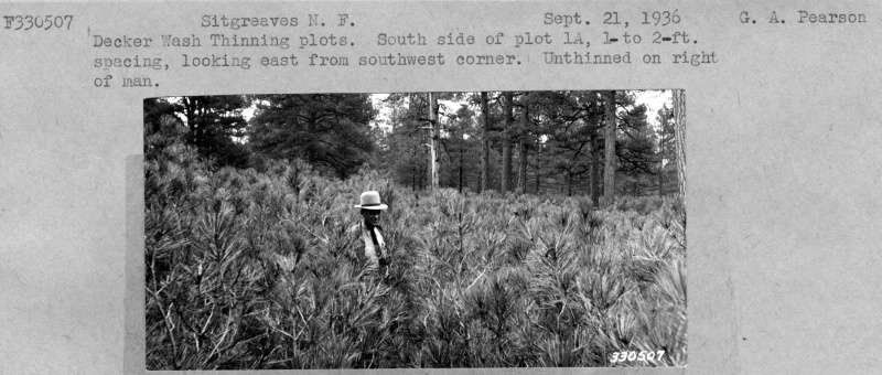 Decker Wash Thinning plots
