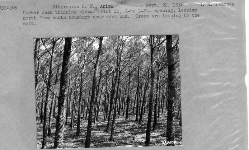Decker Wash Thinning plots