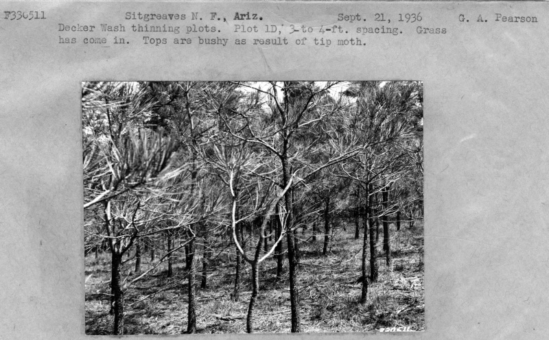 Decker Wash Thinning plots
