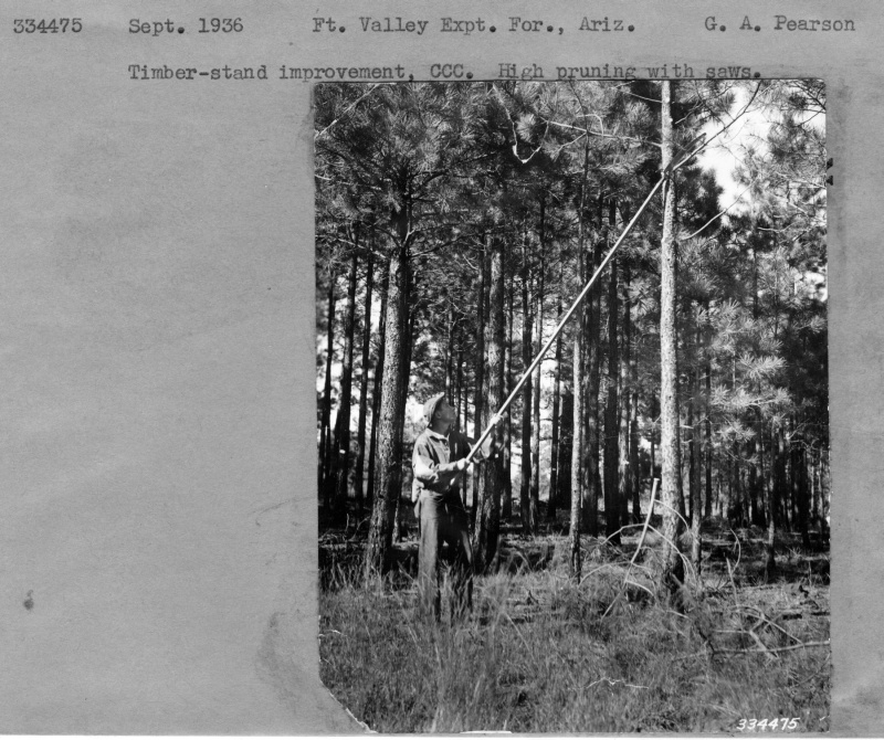 Timber-stand improvement