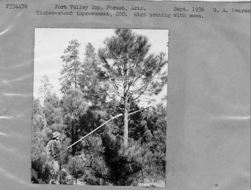 Timber-stand improvement