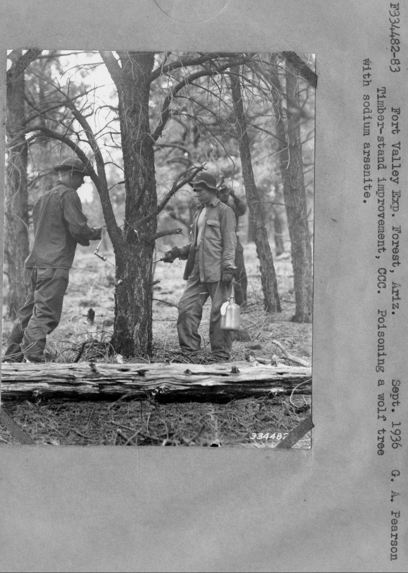 Timber-stand improvement