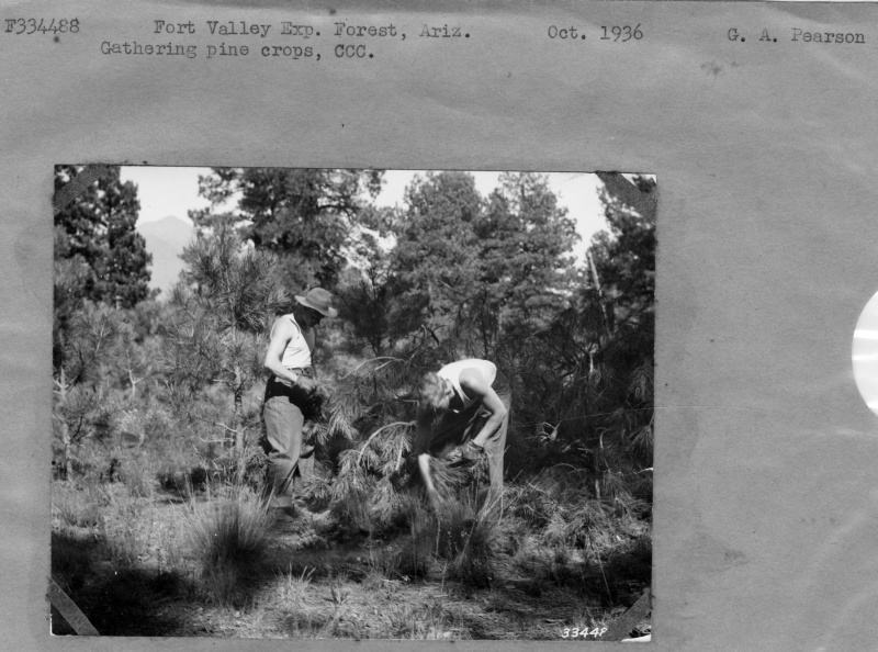 Gathering pine crops