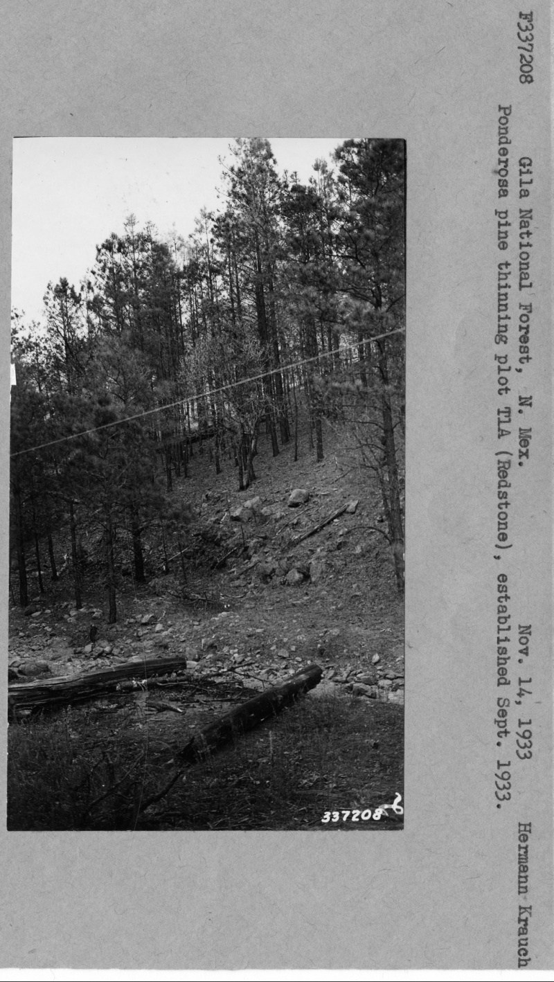 Ponderosa pine thinning plot
