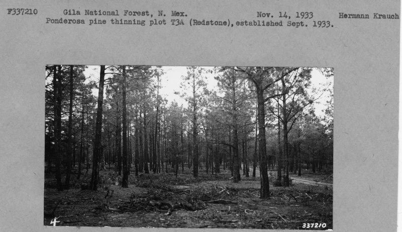 Ponderosa pine thinning plot