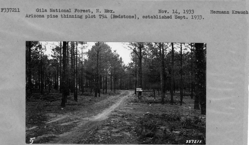 Arizona pine thinning plot
