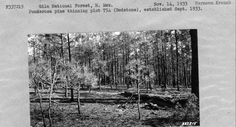 Ponderosa pine thinning plot