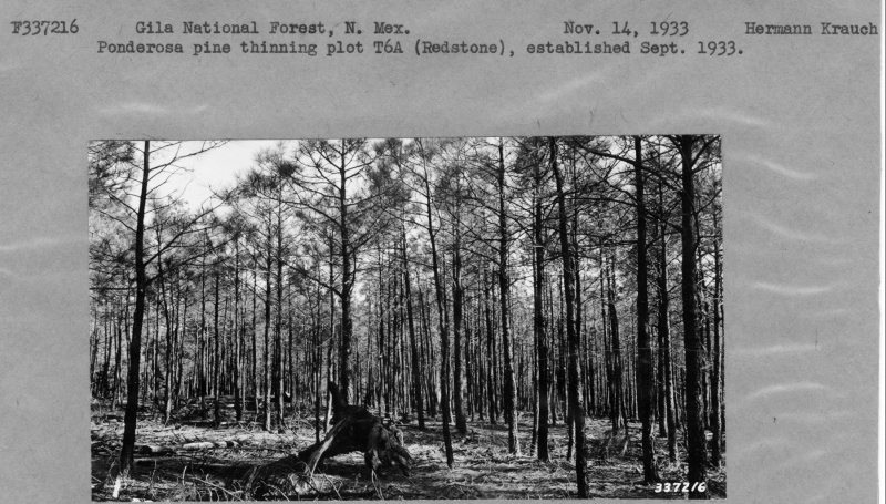 Ponderosa pine thinning plot